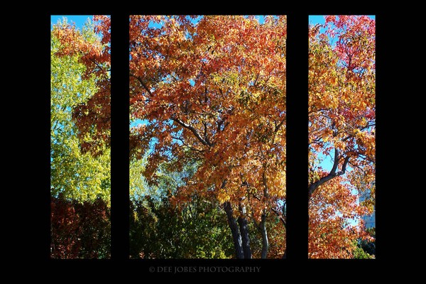 Autumn Beauty