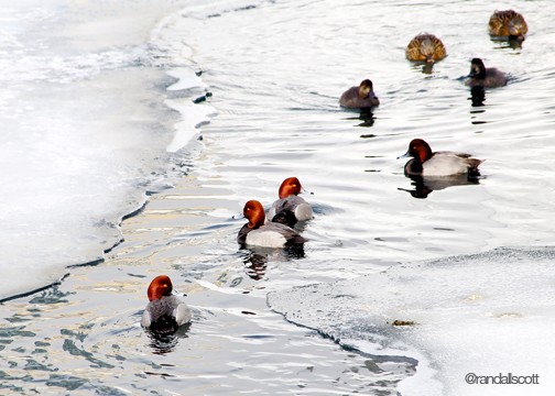 SWIMMING WITH REDHEADS