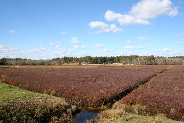 Cranberries; begining to end