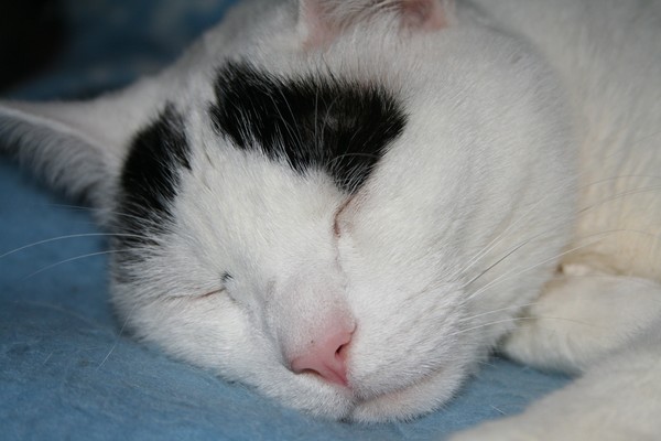 Sleepyhead