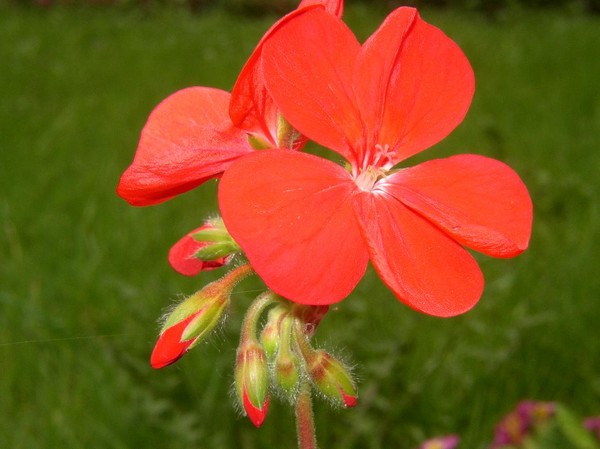 Infant Geranium