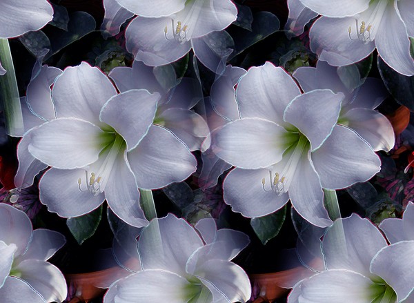 Lilies Of Lavender