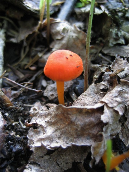 Little Fun Guy