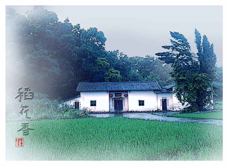 Rice in the Field in Front of the Door