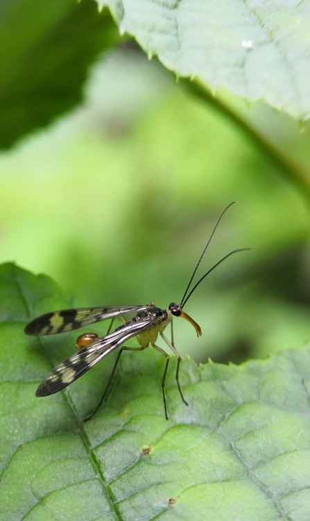 A Mosquito with a Long Mouth