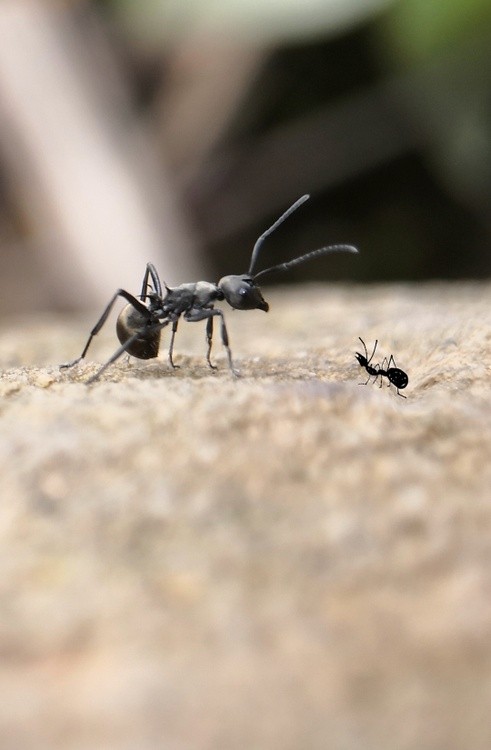 Hello Little Ant