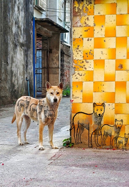 the dog and his copies