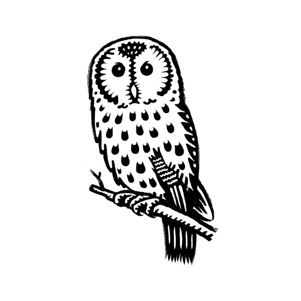 Tawny owl (brush & ink)