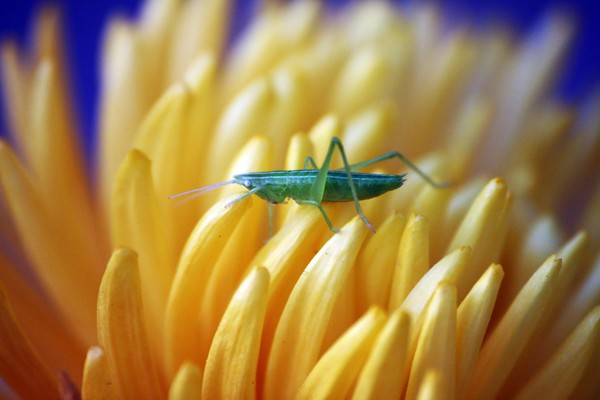 Grasshopper