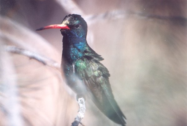 Broadbilled Hummingbird