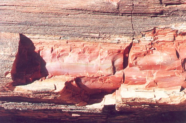 Petrified Wood
