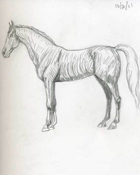 Polo Pony