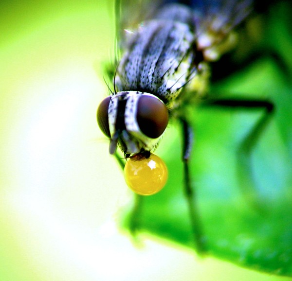 fly juice