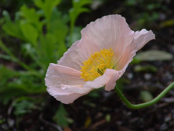 Poppy from Monterey CA