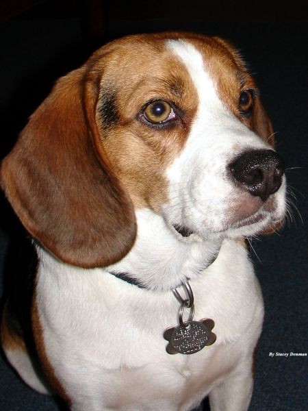 Dexter