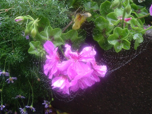 Crystal web
