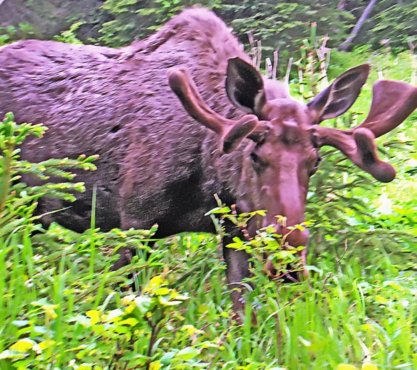 Close Up Moose