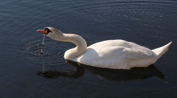 Male Mute swan dribbling