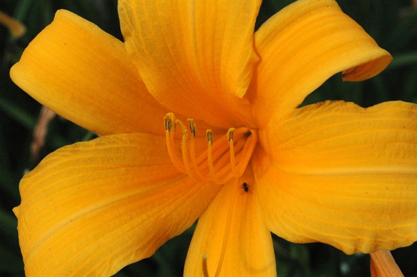 Lily Sun
