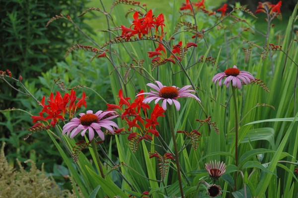 Mixed flowers