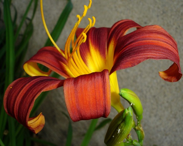 Daylily Rainbow