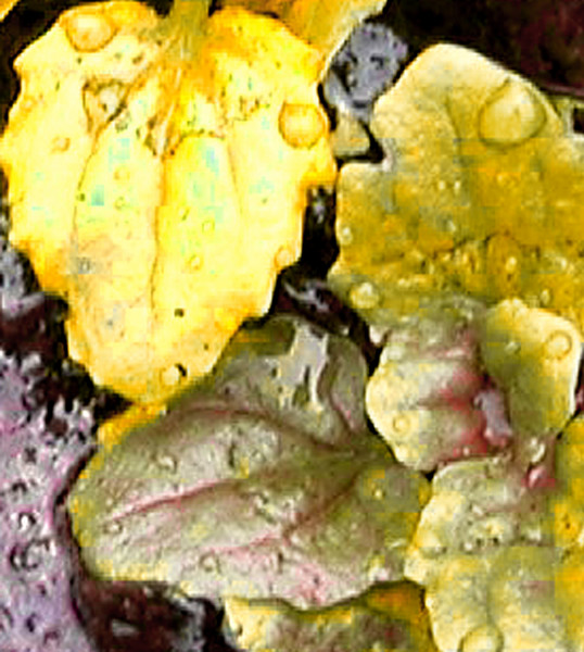 Fallen Leaves