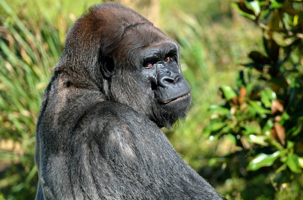 Silverback Gorilla