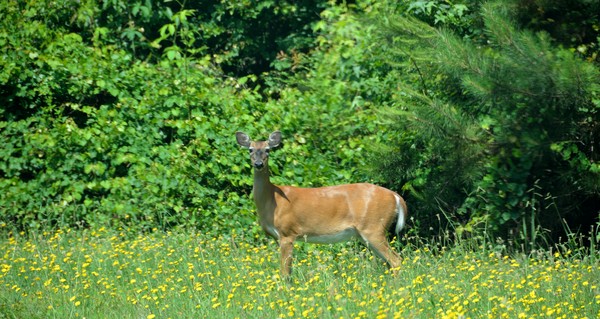 Deer In The Wild
