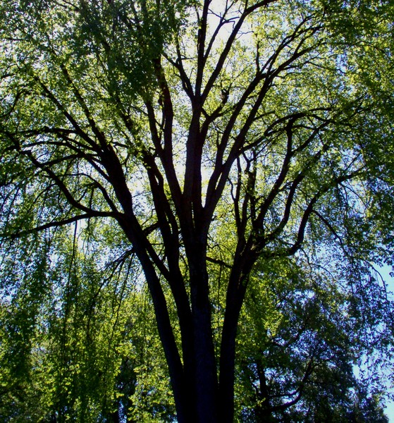 Canopy of Green