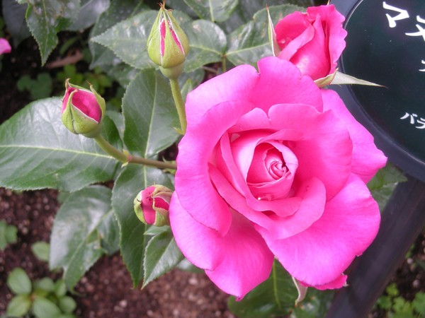 pink rose