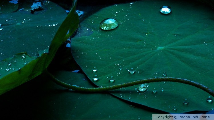 private pond 1