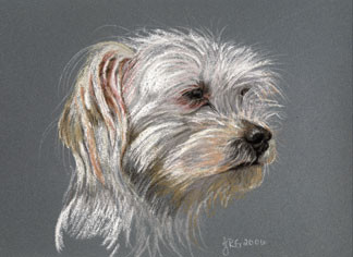 Maltese 
