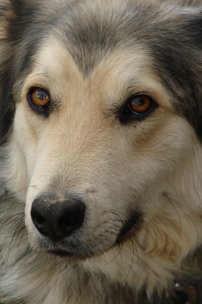 Koda