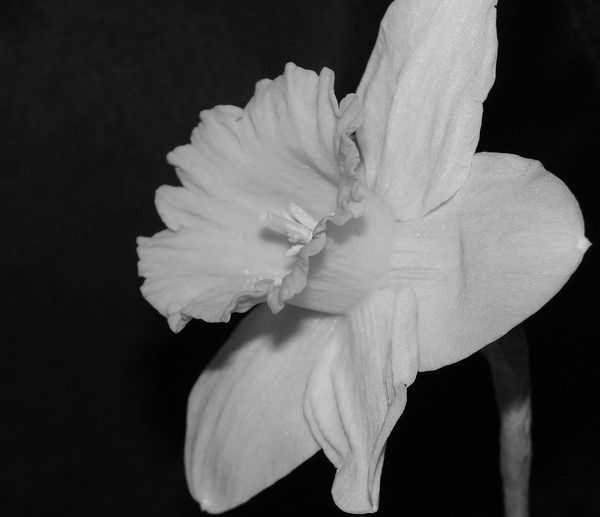 Daffos B&W 2