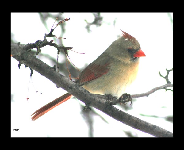 Cardinal In the Winter