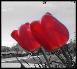 Tulips