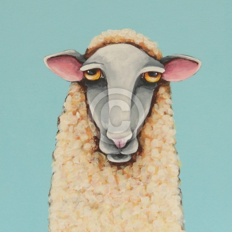 Baby Sheep