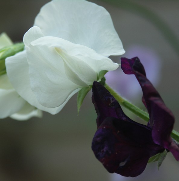 beautiful sweet peas