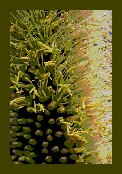 Nature's Fringe No.3