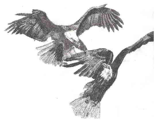 The Eagles