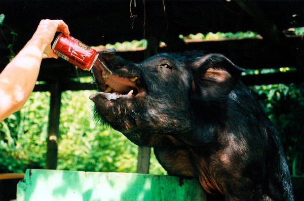 Alcoholics are Pigs...Literally