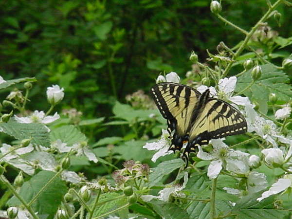 Butter Fly