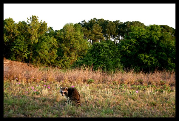 raccoon at dusk