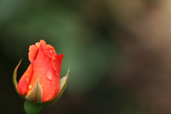 Weeping Rose
