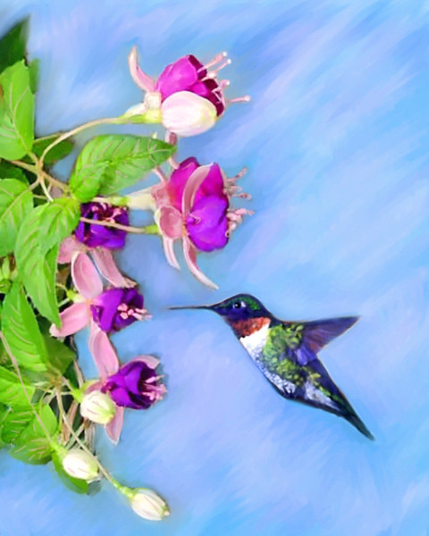 The fushias and  the hummingbird