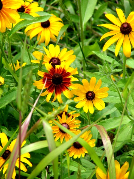 Black Eyed Susans Vatiety