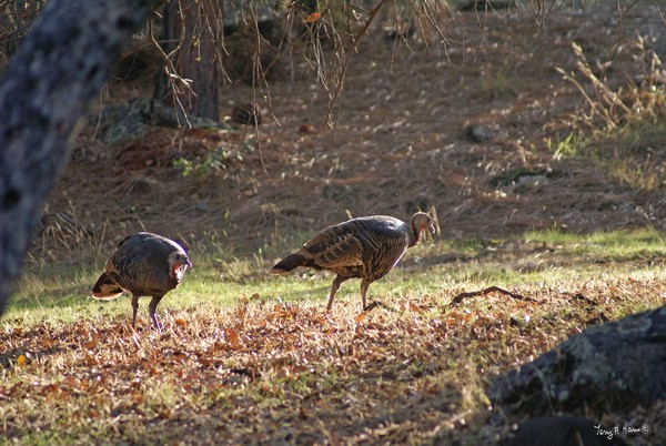 Turkey Duo