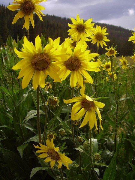 Sunflowers