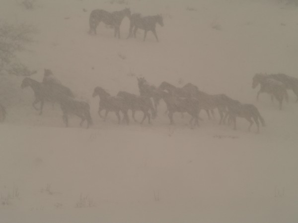 March Blizzard