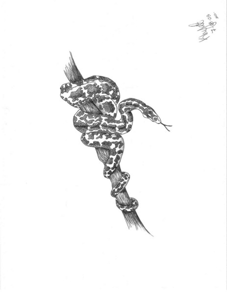 Boa Constrictor snake